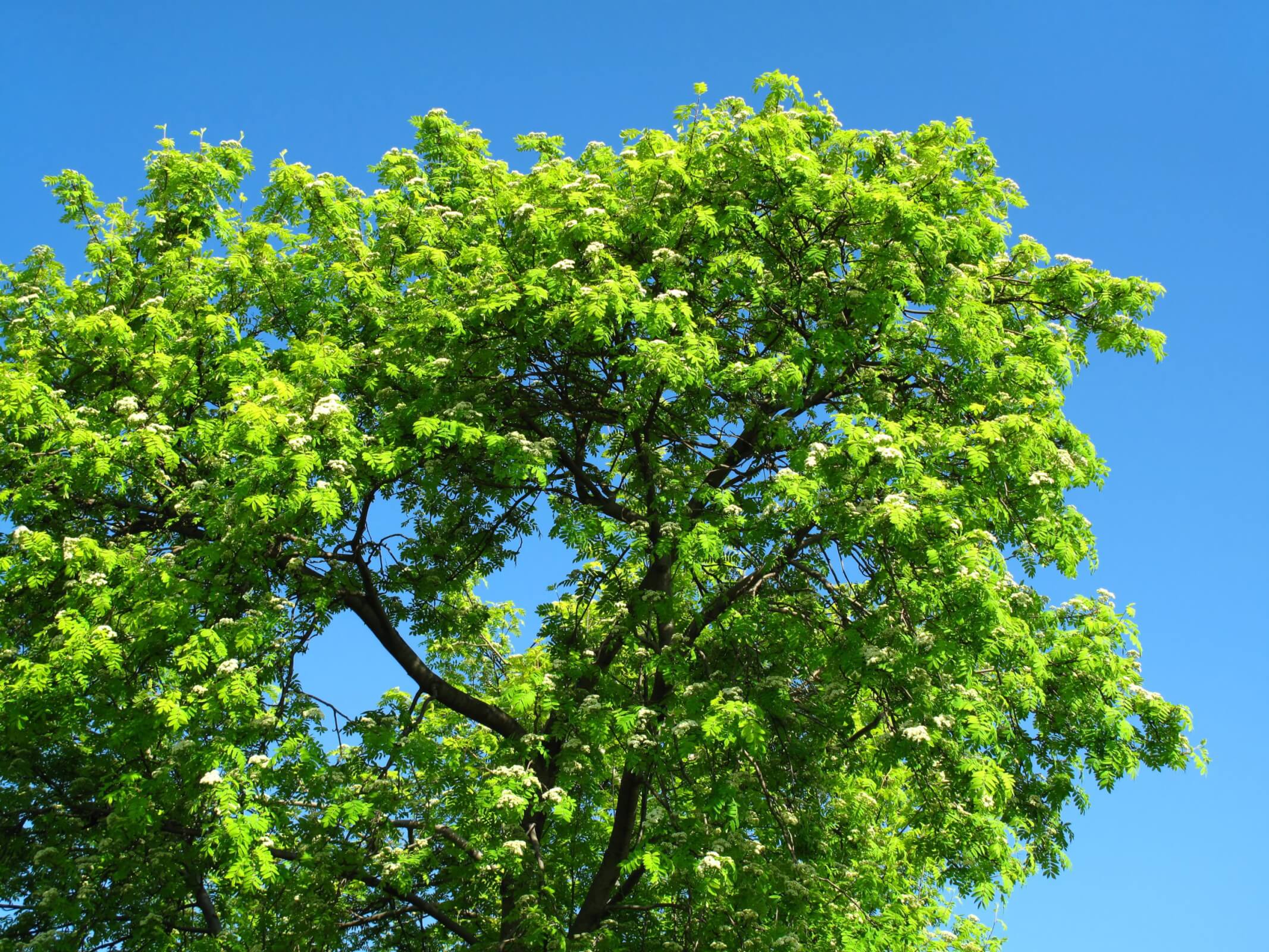Selaestus Neues aus dem Selaestuswald Die Esche Fraxinus excelsior